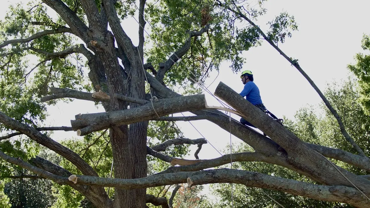 Professional Crown Thinning performed by certified arborists in Calumet