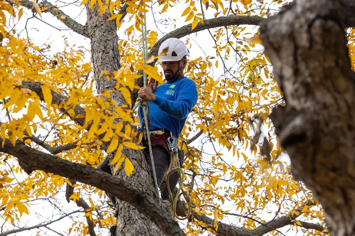 Skilled Tree Pruning crew working in Calumet